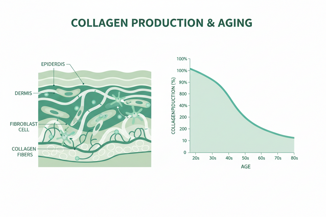 The Quiet Power of Collagen—and Why It Matters More Than Ever